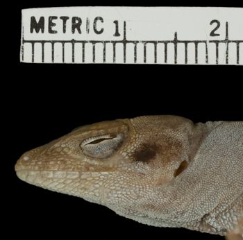 Media type: image;   Herpetology R-131876 Aspect: head lateral